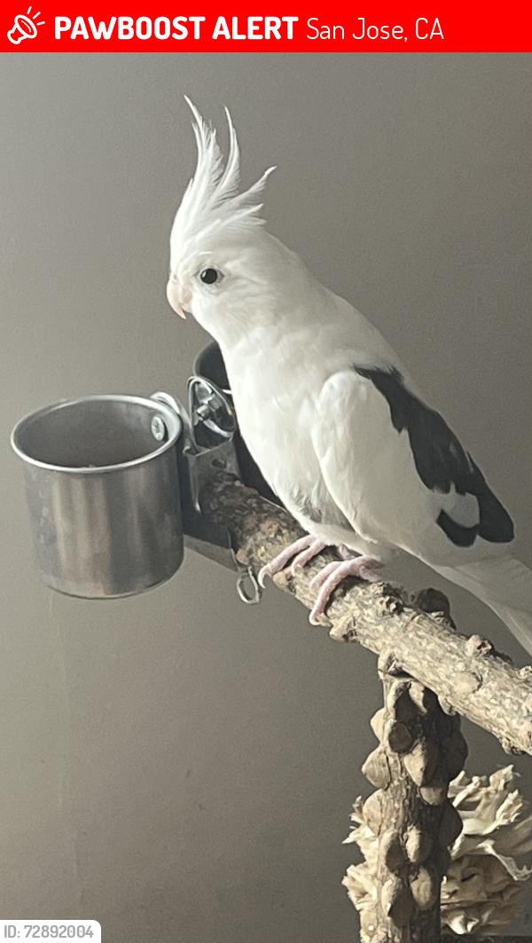 Lost Male Bird last seen N San pedro st and acasia st., San Jose, CA 95110