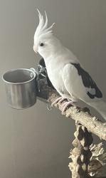 Lost Male Bird last seen N San pedro st and acasia st., San Jose, CA 95110