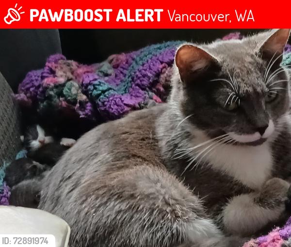 Lost Female Cat last seen Sinclair gas , Vancouver, WA 98663