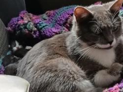Lost Female Cat last seen Sinclair gas , Vancouver, WA 98663