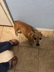Found/Stray Male Dog last seen Loretta day dr., Arlington, TX 76002