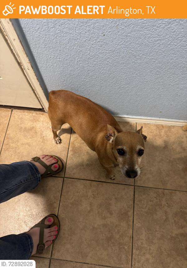 Found/Stray Male Dog last seen Loretta day dr., Arlington, TX 76002