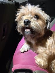 Reunited Female Dog last seen Darkwood drive , Houston, TX 77088