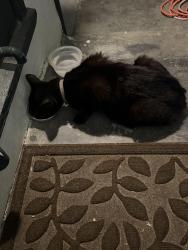 Found/Stray Unknown Cat last seen Ball way, Sacramento, CA 95821