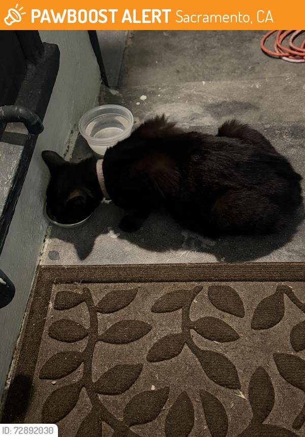 Found/Stray Unknown Cat last seen Ball way, Sacramento, CA 95821