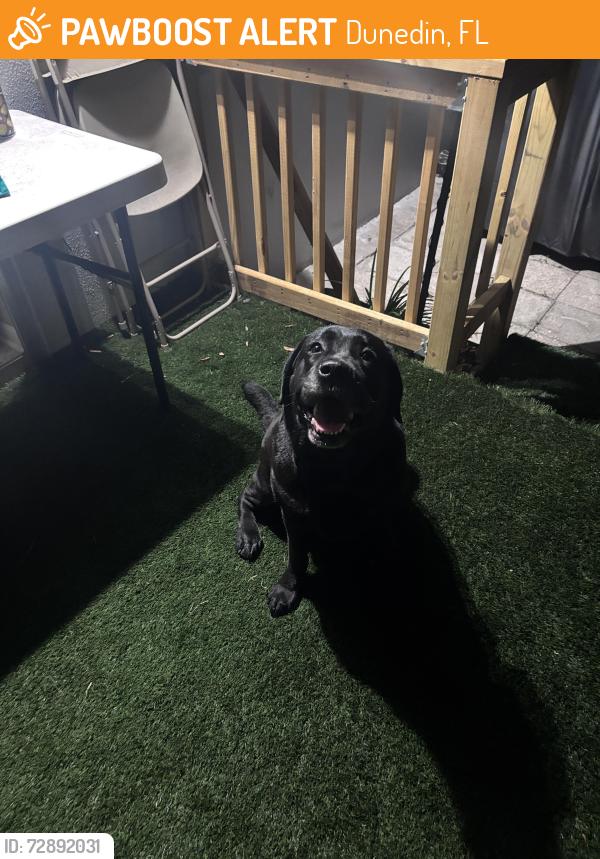 Found/Stray Unknown Dog last seen Near pinewood drive, Dunedin, FL 34698
