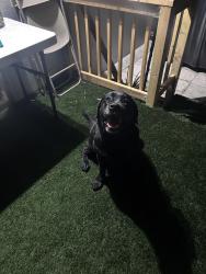 Found/Stray Unknown Dog last seen Near pinewood drive, Dunedin, FL 34698