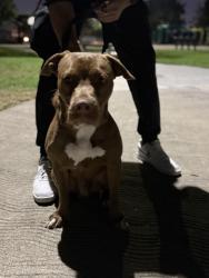 Found/Stray Male Dog last seen Pinewood park, Stanton, CA 90680