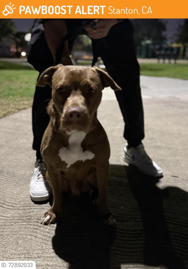 Found/Stray Male Dog last seen Pinewood park, Stanton, CA 90680