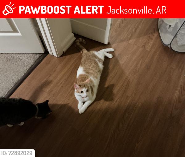Lost Female Cat last seen Near Montana cir , Jacksonville, AR 72076