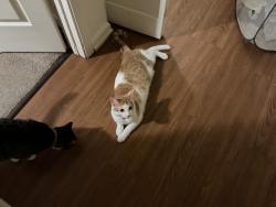 Lost Female Cat last seen Near Montana cir , Jacksonville, AR 72076