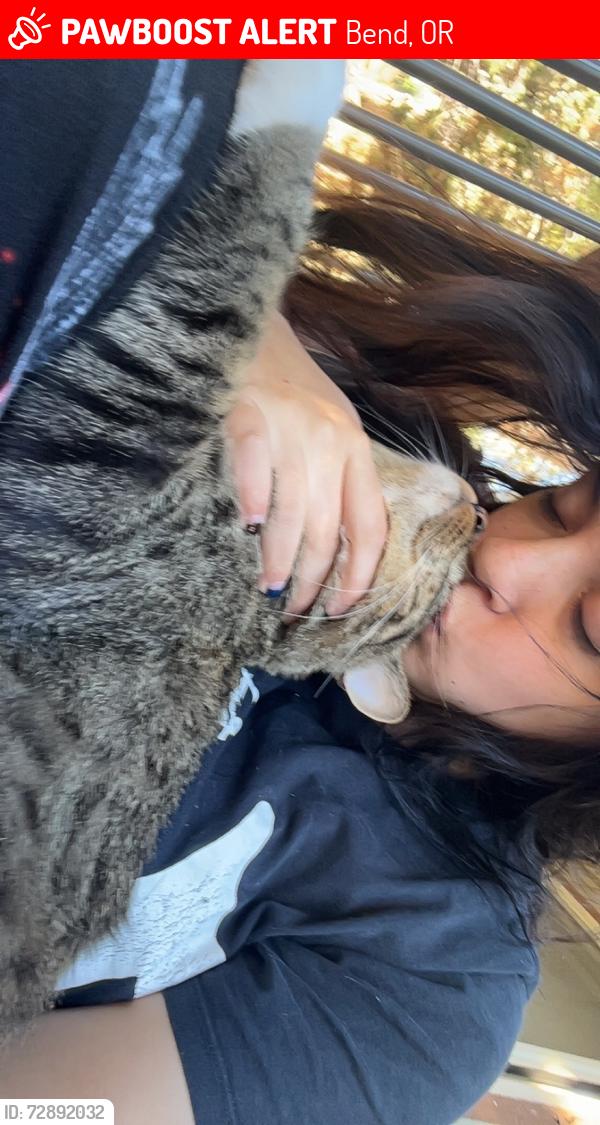 Lost Male Cat last seen Stillwater crossing, Bend, OR 97702
