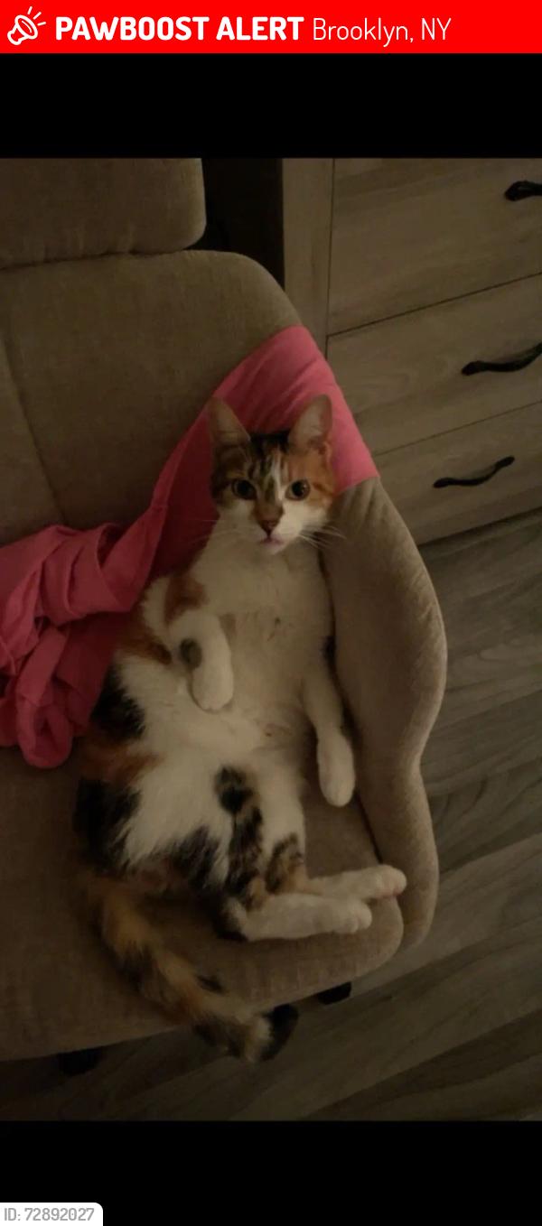 Lost Female Cat last seen Near White Ave, Brooklyn, NY 11252