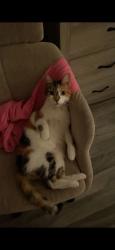 Lost Female Cat last seen Near White Ave, Brooklyn, NY 11252