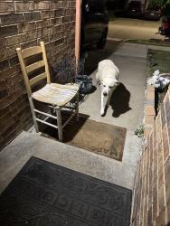 Found/Stray Unknown Dog last seen Loretta day dr., Arlington, TX 76002