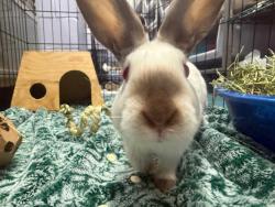 Shelter Stray Female Rabbit last seen NEW YORK, NY, 10029, New York, NY 10029
