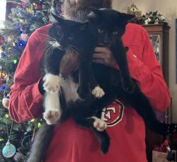 Lost Unknown Cat last seen Cortez street near stator brothers, Highland, CA 92346
