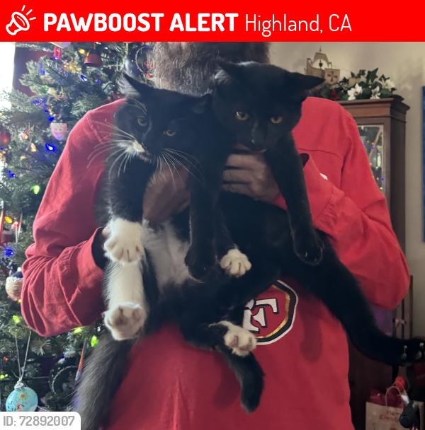 Lost Unknown Cat last seen Cortez street near stator brothers, Highland, CA 92346