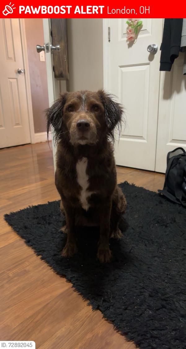 Lost Female Dog last seen Riley, Lincoln and Center, London, OH 43140