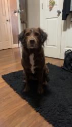 Lost Female Dog last seen Riley, Lincoln and Center, London, OH 43140