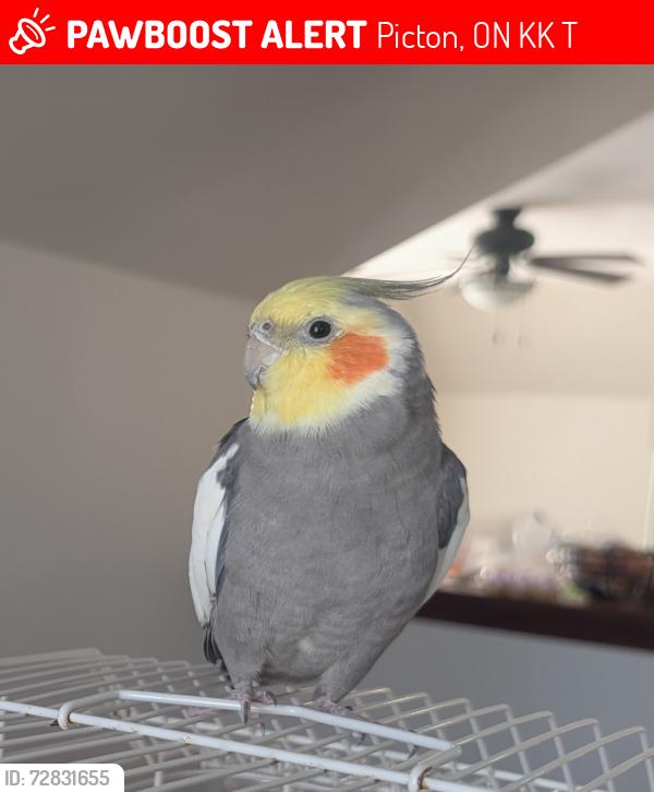 Lost Male Bird last seen Union Street and Church Street, Picton, ON K0K 2T0