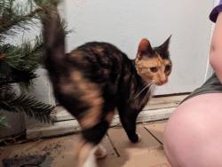 Found/Stray Female Cat last seen CVS parking lot, Anderson, SC 29624
