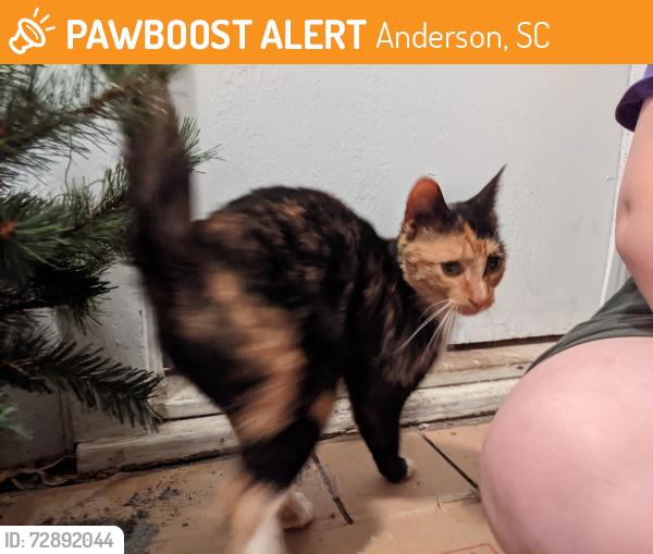 Found/Stray Female Cat last seen CVS parking lot, Anderson, SC 29624