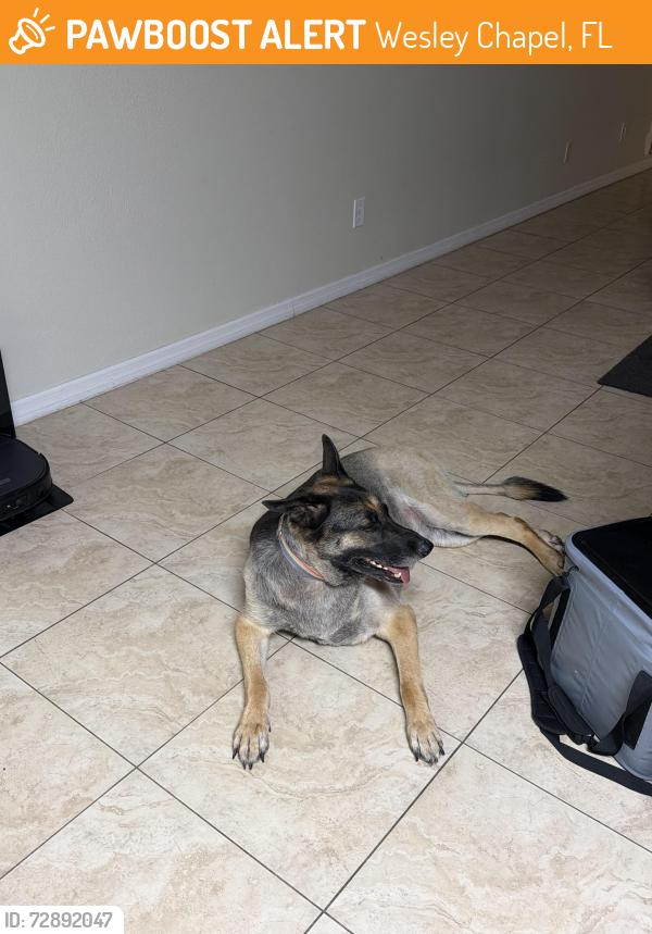 Found/Stray Unknown Dog last seen SR 54 and Veridian s, Wesley Chapel, FL 33543