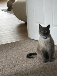 Reunited Male Cat last seen Shiloh Valley Elementary School , Monroe, NC 28110