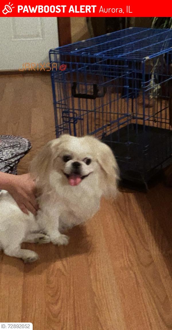Lost Male Dog last seen Oak park elementary school , Aurora, IL 60505