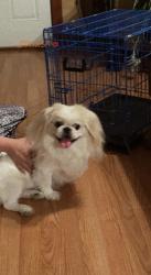 Lost Male Dog last seen Oak park elementary school , Aurora, IL 60505