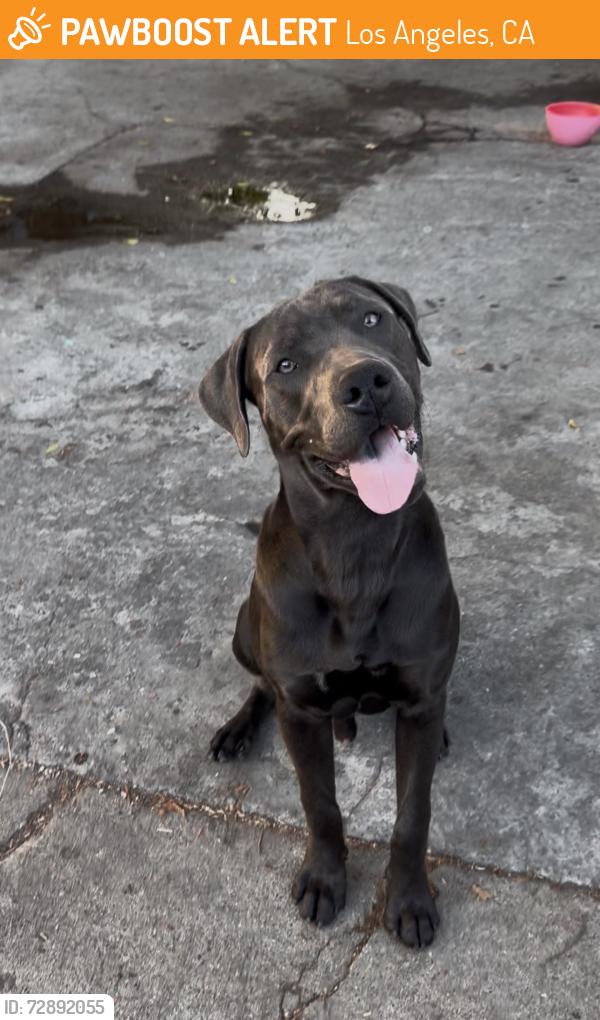 Found/Stray Male Dog last seen Holmes ave, LOS ANGELES CA 90002