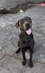 Found/Stray Male Dog last seen Holmes ave, LOS ANGELES CA 90002