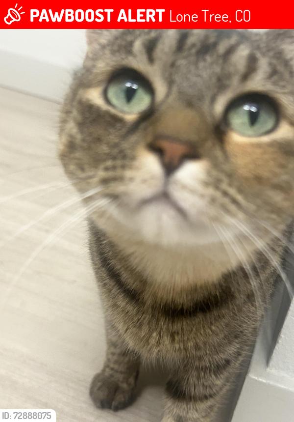 Lost Female Cat last seen By a train station , Lone Tree, CO 80124