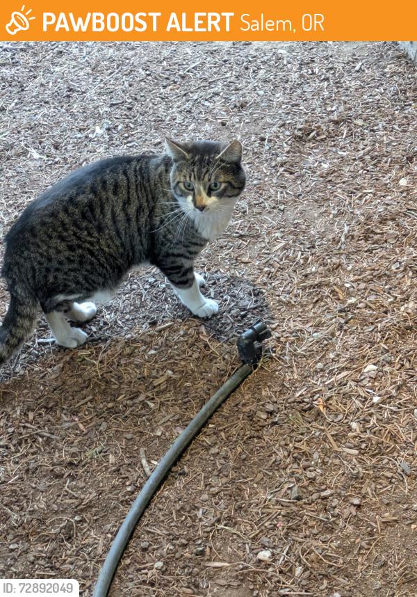 Found/Stray Male Cat last seen Academy Street NE and Front St NE Salem, OR, Salem, OR 97301