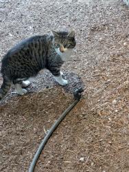 Found/Stray Male Cat last seen Academy Street NE and Front St NE Salem, OR, Salem, OR 97301