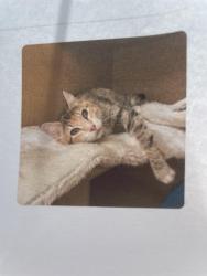 Lost Female Cat last seen East farms area, Otis Orchards-East Farms, WA 99025