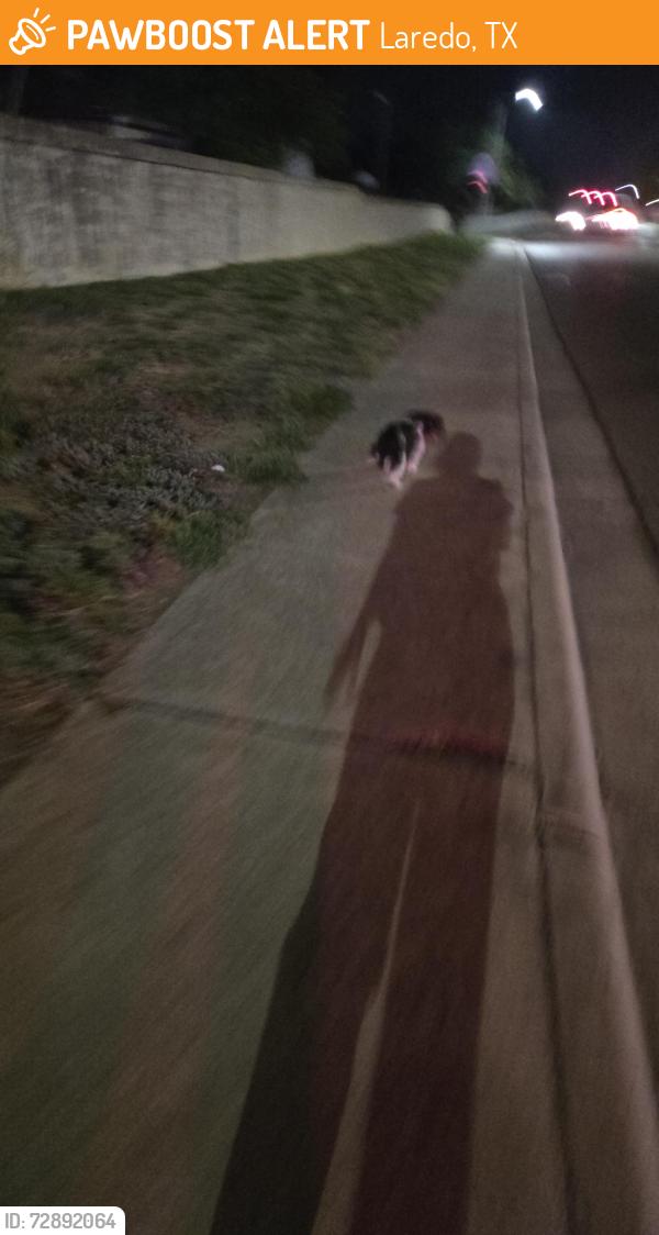 Found/Stray Unknown Dog last seen In front of Matias de llano, Laredo, TX 78045