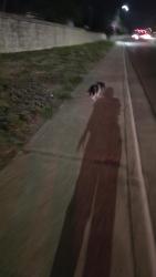 Found/Stray Unknown Dog last seen In front of Matias de llano, Laredo, TX 78045