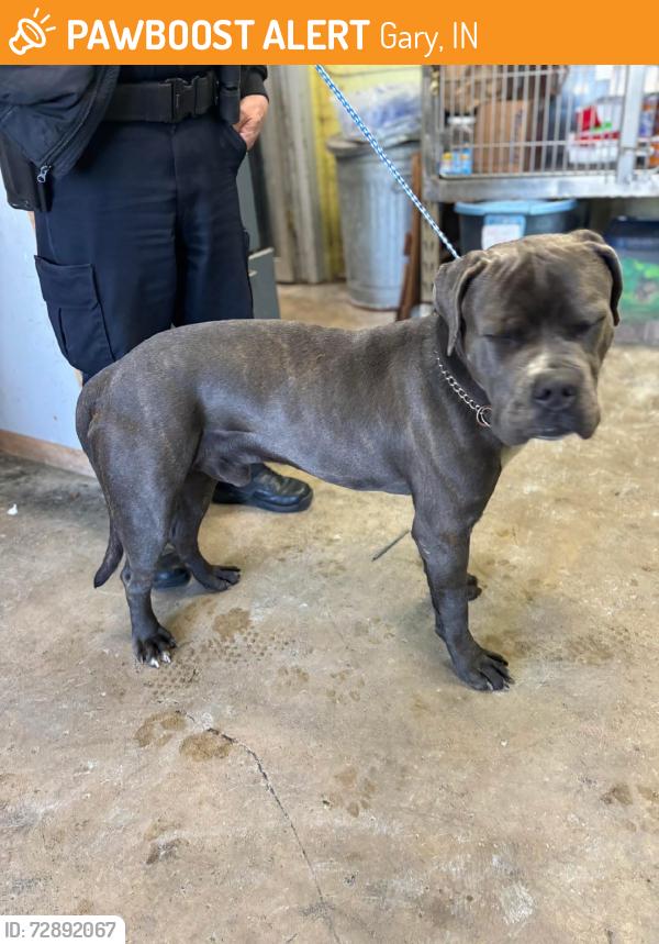 Found/Stray Unknown Dog last seen Gary Animal Control, Gary, IN 46402