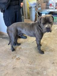 Found/Stray Unknown Dog last seen Gary Animal Control, Gary, IN 46402