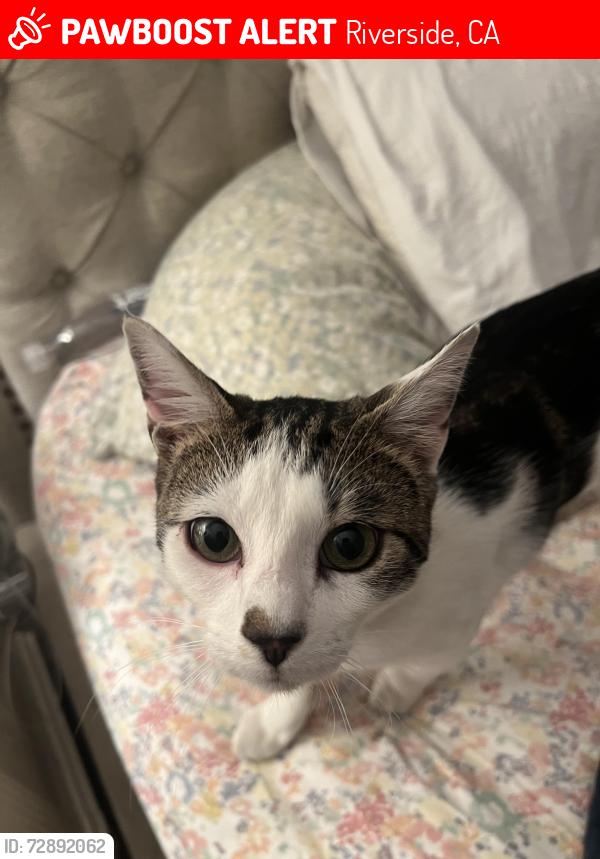 Lost Male Cat last seen Rancho Valencia gated community, Riverside, CA 92508