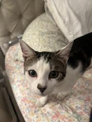 Lost Male Cat last seen Rancho Valencia gated community, Riverside, CA 92508