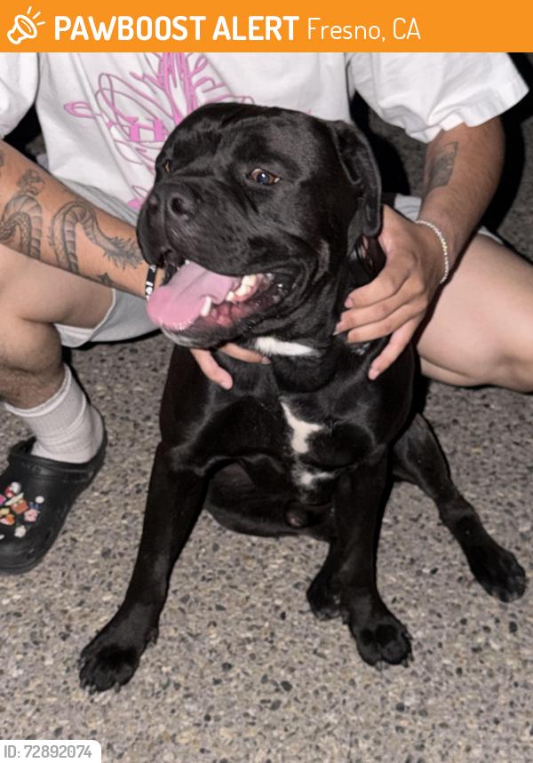 Found/Stray Male Dog last seen Wrenwood / Fair, Fresno, CA 93723