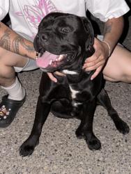 Found/Stray Male Dog last seen Wrenwood / Fair, Fresno, CA 93723