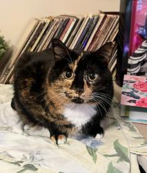 Lost Female Cat last seen Vandergrift Blvd, Oceanside, CA 92058