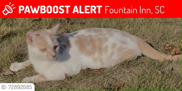 Lost Male Cat last seen Jones Mill Road, Fountain Inn, SC, Fountain Inn, SC 29681