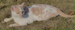 Lost Male Cat last seen Jones Mill Road, Fountain Inn, SC, Fountain Inn, SC 29681