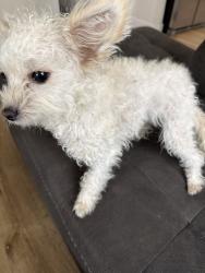 Lost Female Dog last seen Sequoia drive, Bakersfield, CA 93308