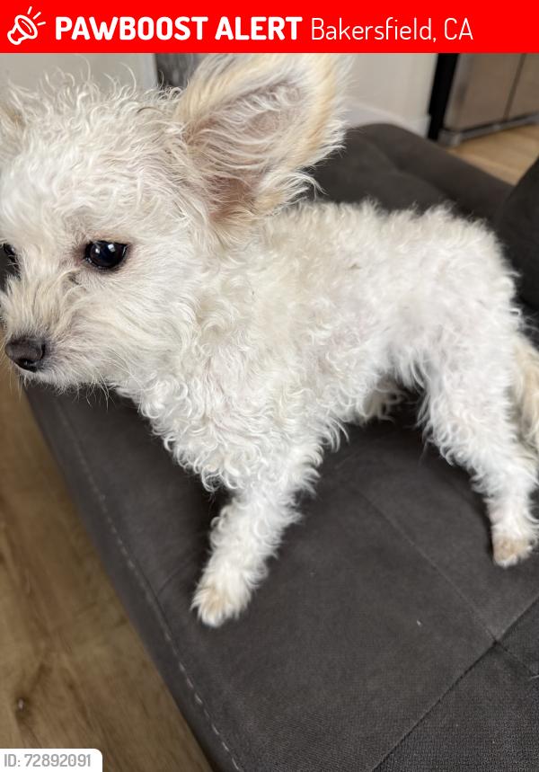 Lost Female Dog last seen Sequoia drive, Bakersfield, CA 93308